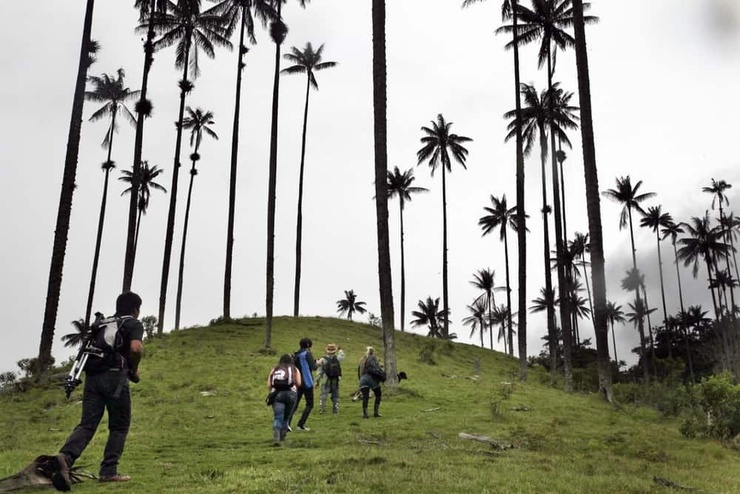Excursión de medio día al valle del cocora** Hotel Salento Real Eje Cafetero Quindío Excursión de medio día al valle del cocora** Hotel Salento Real Eje Cafetero Quindío